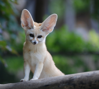 Fennec Fox - Obrázkek zdarma pro 208x208