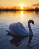 White Swan In The Sunset wallpaper 128x160