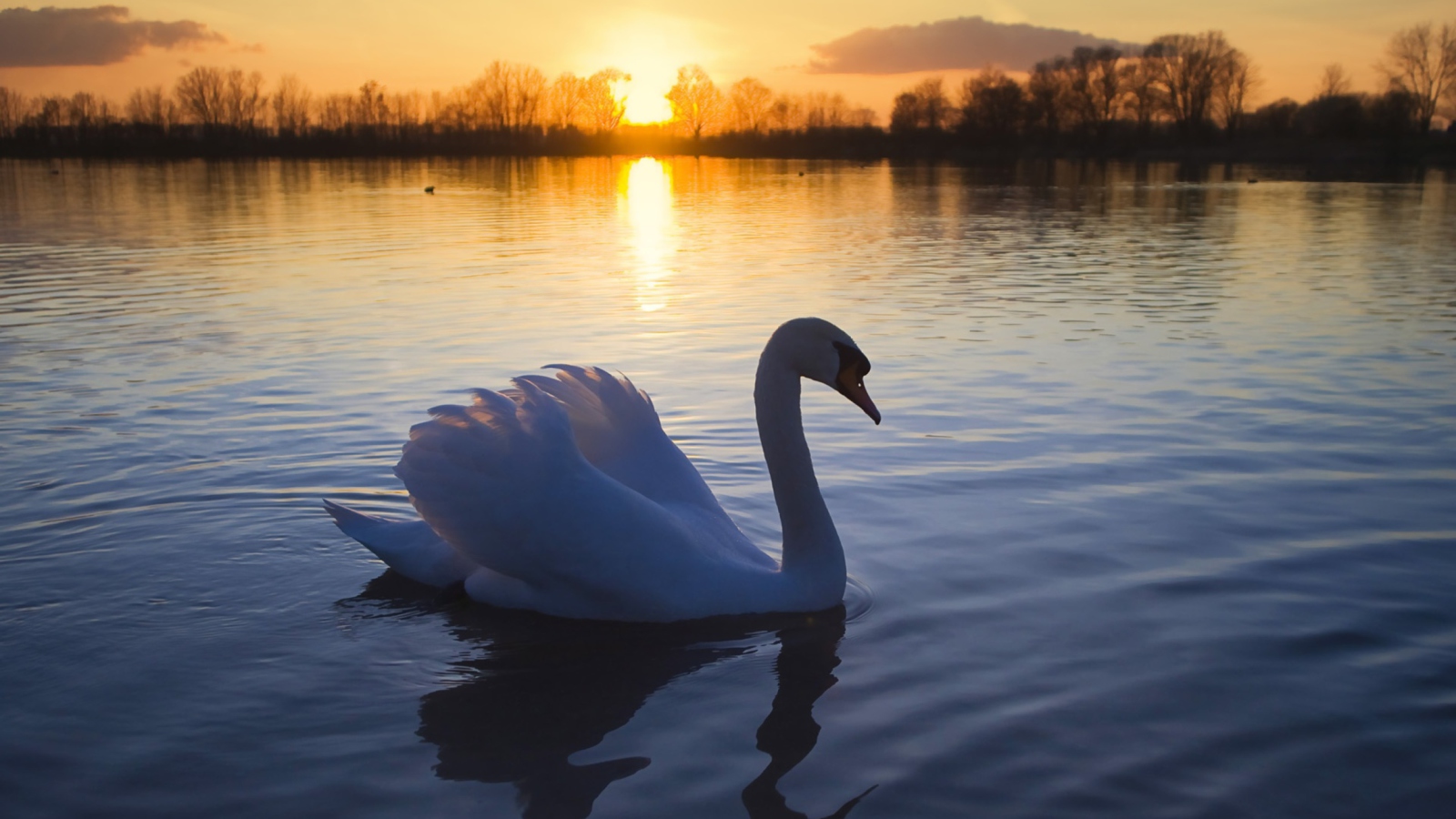 Sfondi White Swan In The Sunset 1600x900
