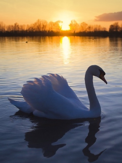 Обои White Swan In The Sunset 240x320