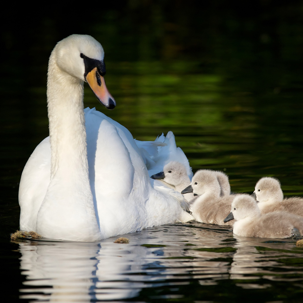 Fondo de pantalla Swan and Swanling 1024x1024