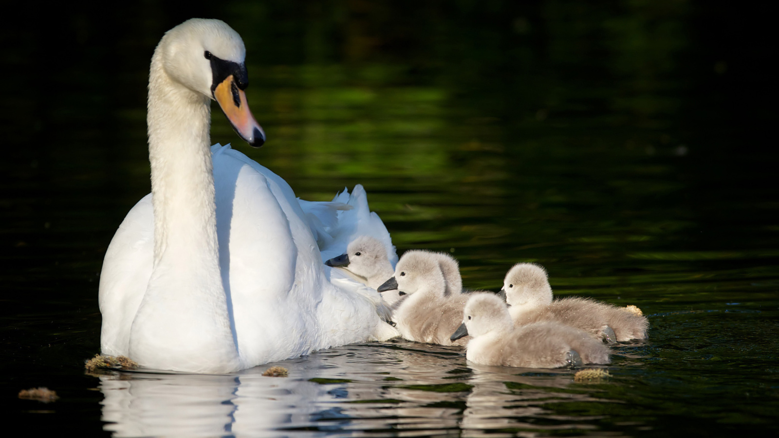 Sfondi Swan and Swanling 1600x900