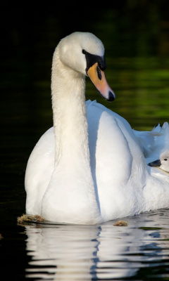 Fondo de pantalla Swan and Swanling 240x400