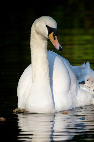 Fondo de pantalla Swan and Swanling 320x480