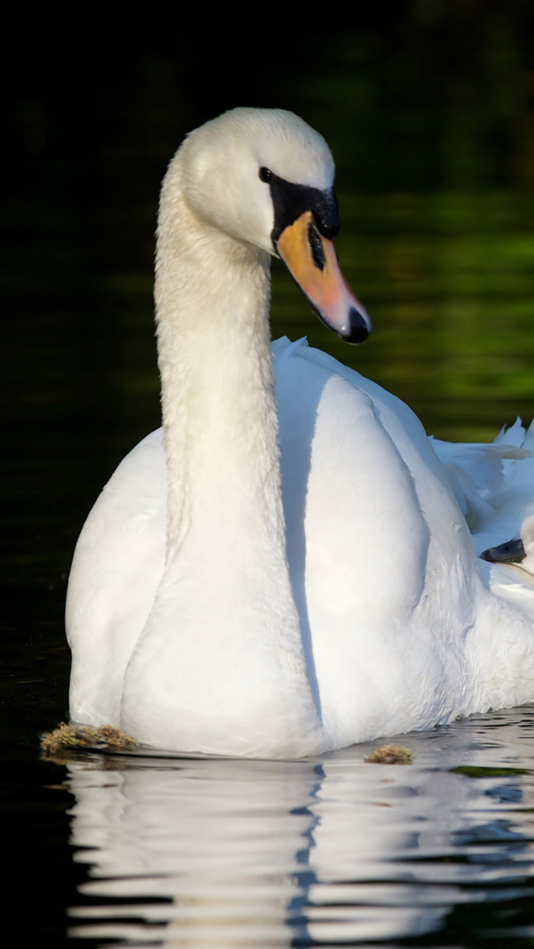 Fondo de pantalla Swan and Swanling 750x1334
