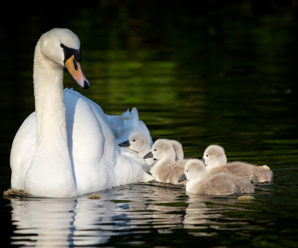 Fondo de pantalla Swan and Swanling 960x800