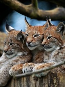 Das Lynx Family Wallpaper 132x176