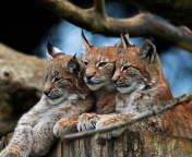 Das Lynx Family Wallpaper 176x144