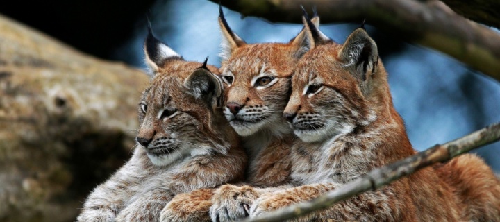Das Lynx Family Wallpaper 720x320