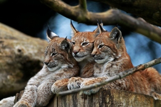 Lynx Family - Obrázkek zdarma pro 176x144