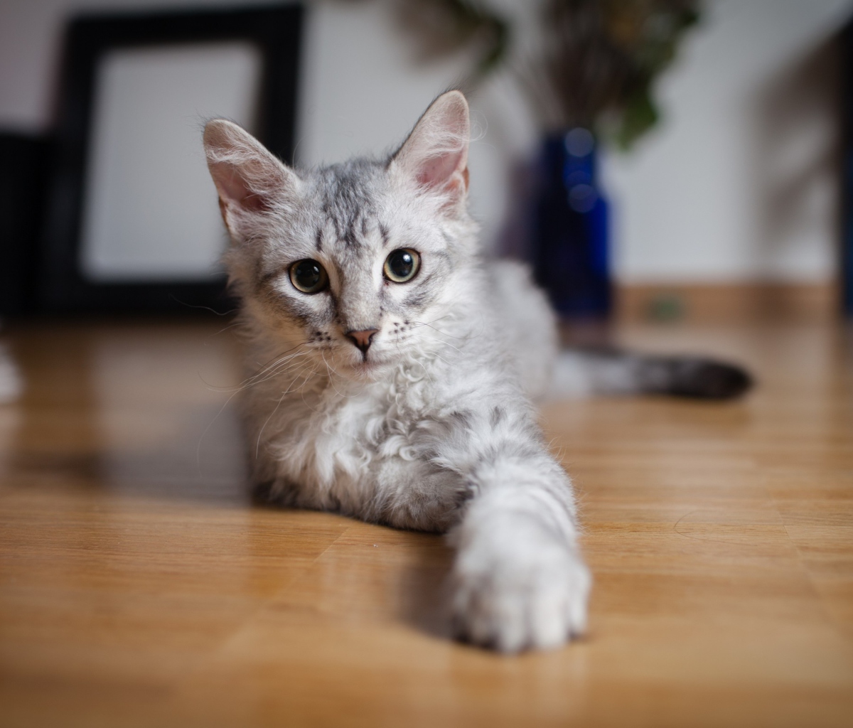 Cute Gray Kitten wallpaper 1200x1024