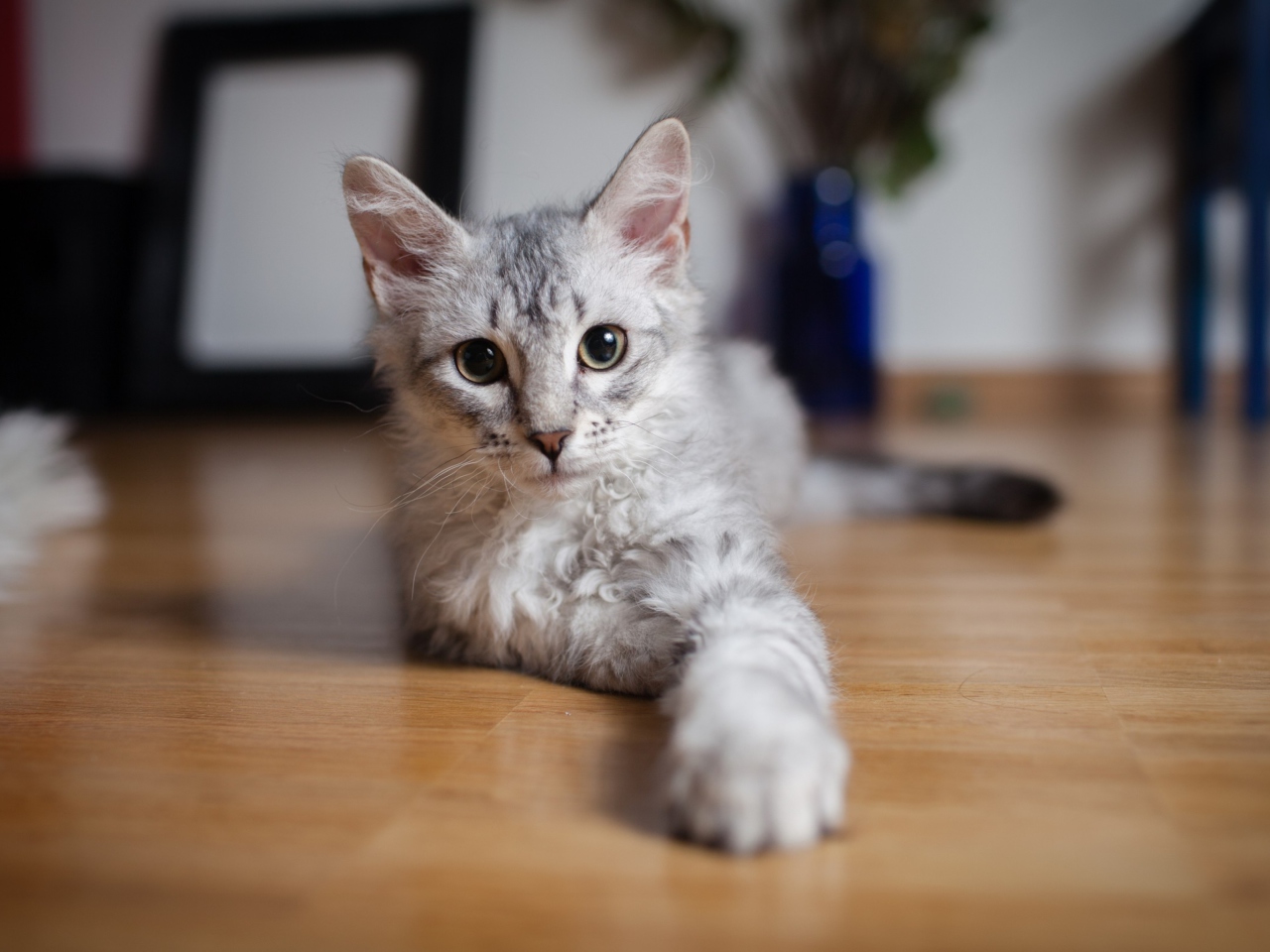 Fondo de pantalla Cute Gray Kitten 1280x960