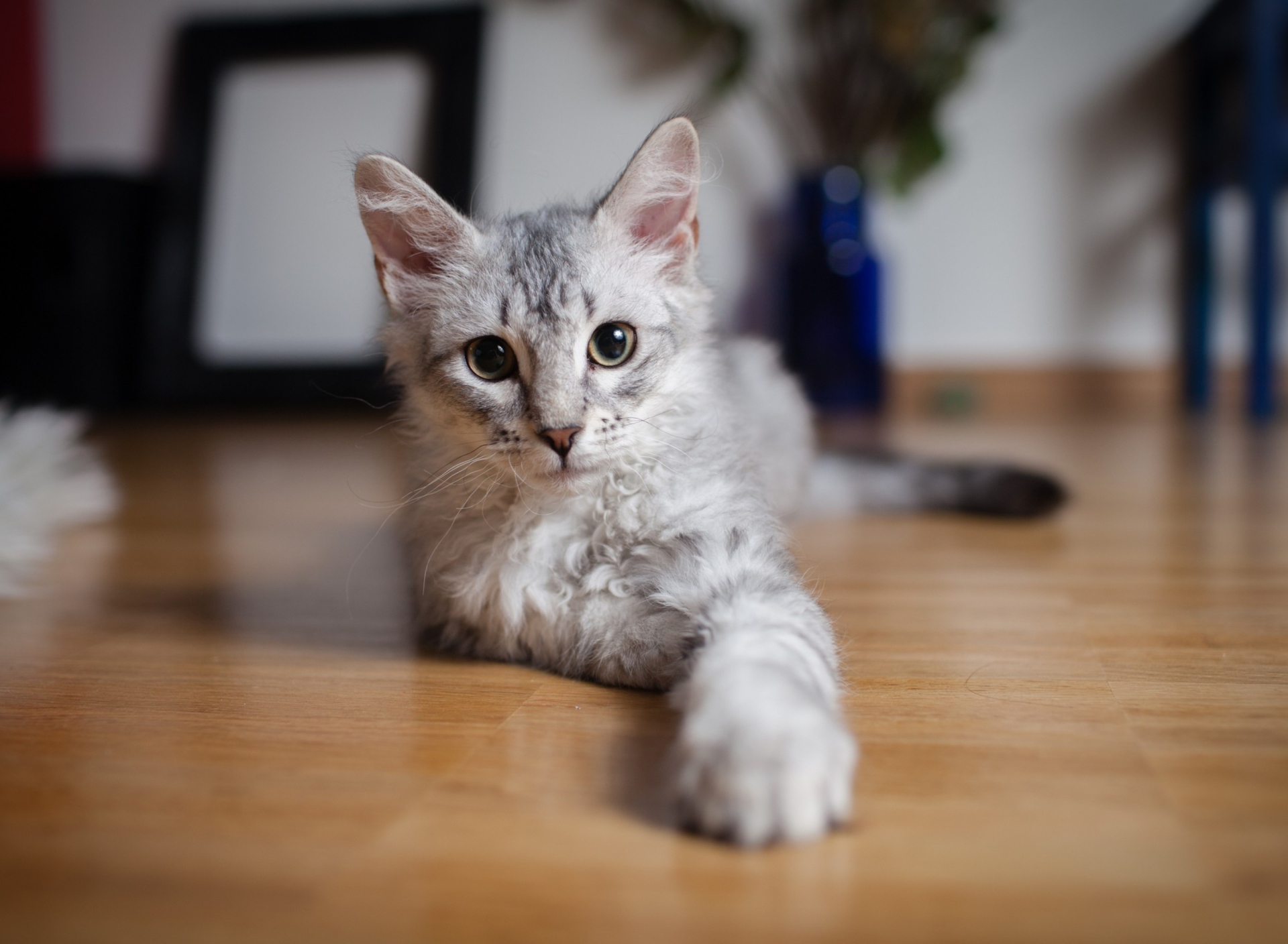 Sfondi Cute Gray Kitten 1920x1408