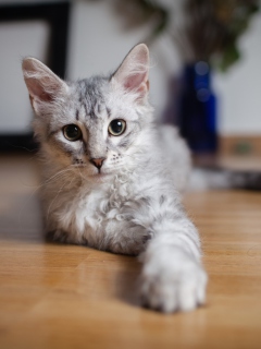 Fondo de pantalla Cute Gray Kitten 240x320