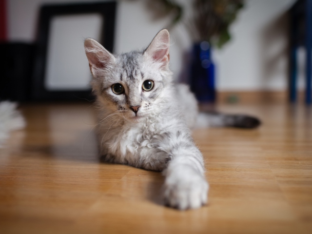 Sfondi Cute Gray Kitten 640x480