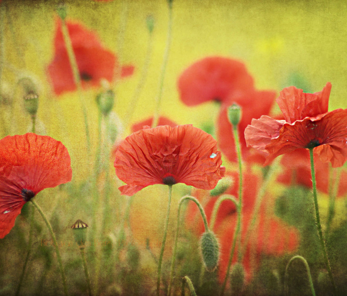 Red Poppies wallpaper 1200x1024
