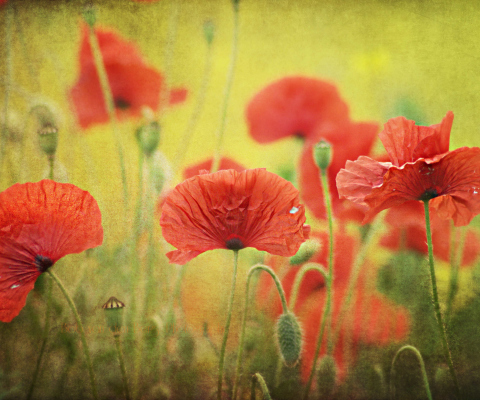 Screenshot №1 pro téma Red Poppies 480x400