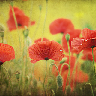 Free Red Poppies Picture for 208x208