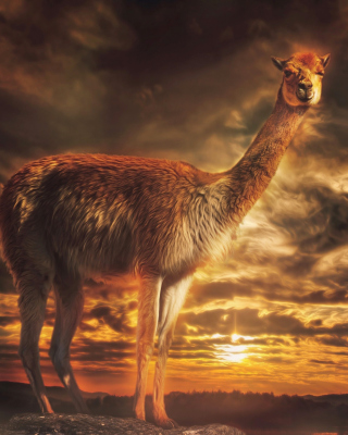 Llama - Obrázkek zdarma pro 640x1136