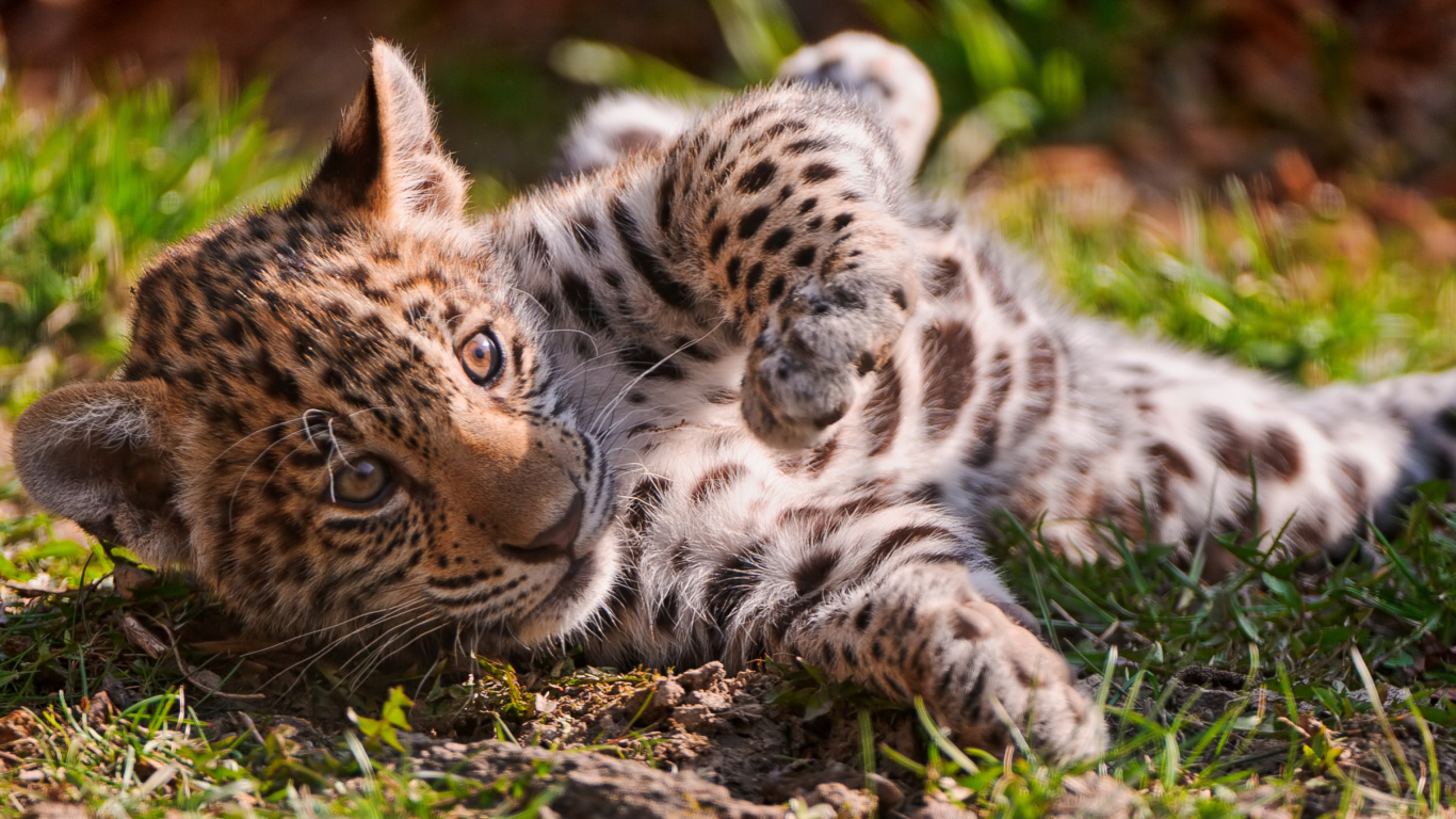 Sfondi Jaguar Cub 1366x768