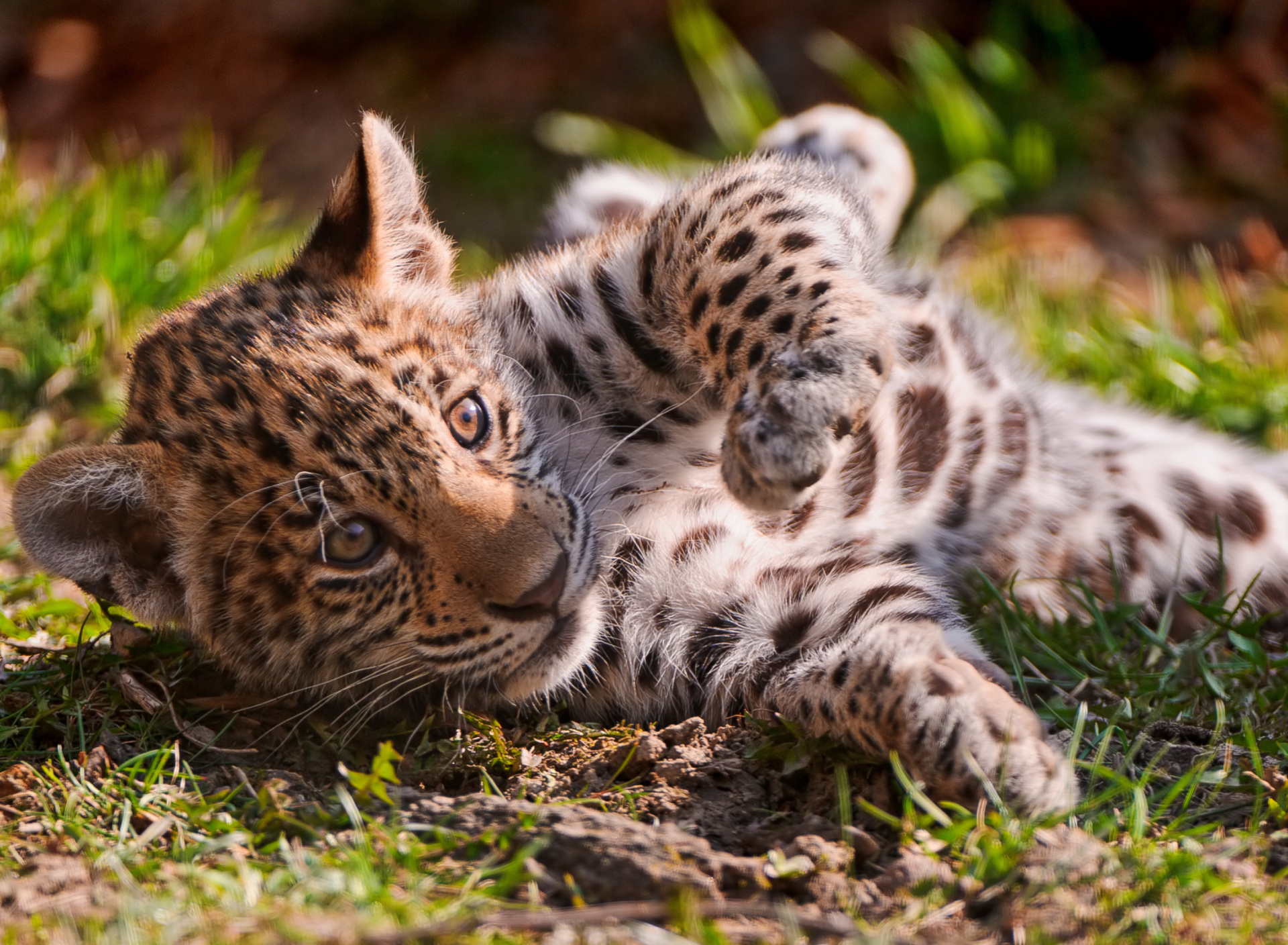 Fondo de pantalla Jaguar Cub 1920x1408