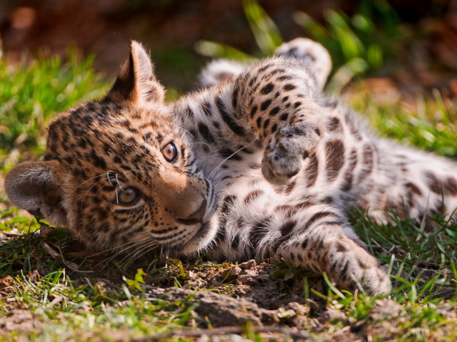 Das Jaguar Cub Wallpaper 640x480