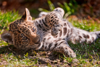 Jaguar Cub - Obrázkek zdarma pro 1600x1280