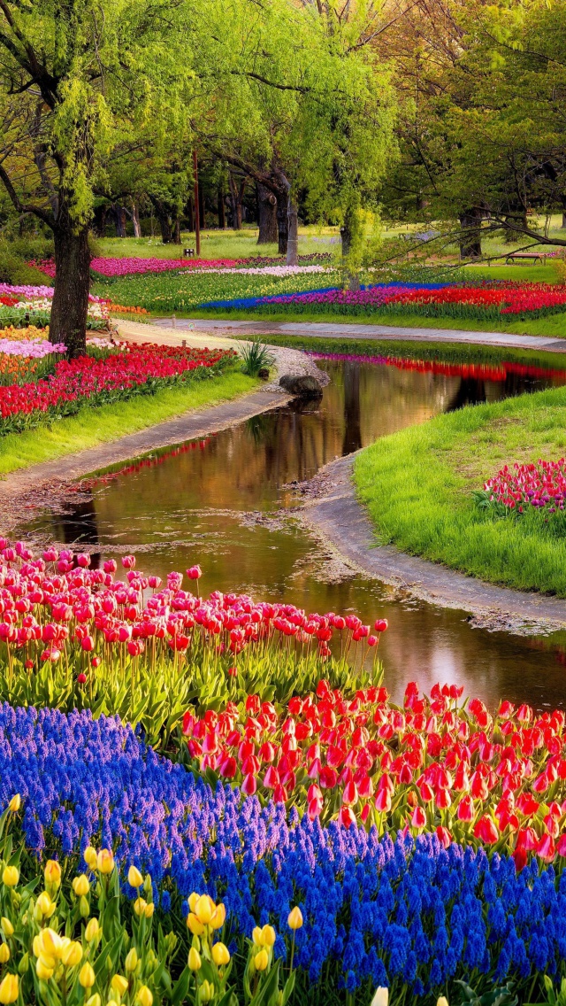 Tulips and Muscari Spring Park wallpaper 640x1136
