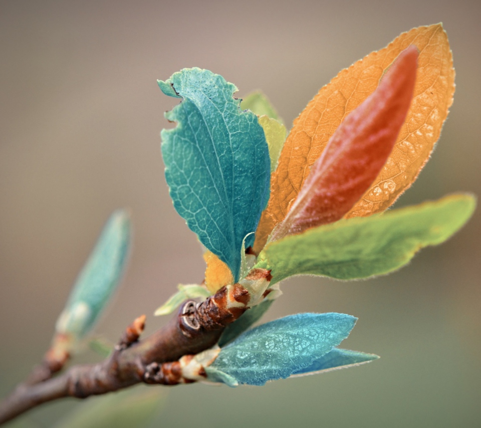 Fondo de pantalla Spring Leaves Macro 960x854