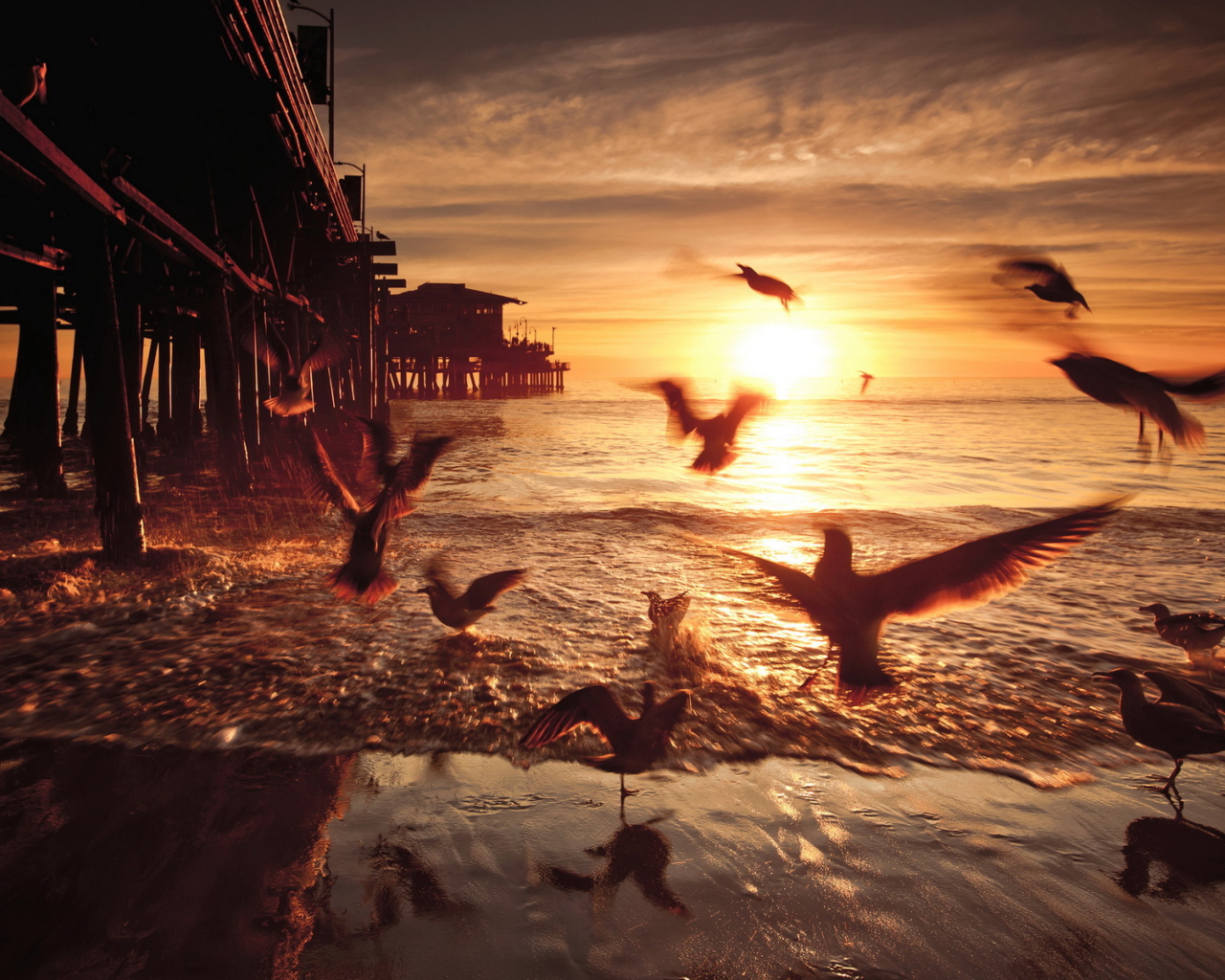 Screenshot №1 pro téma Seagulls In California Beach 1280x1024