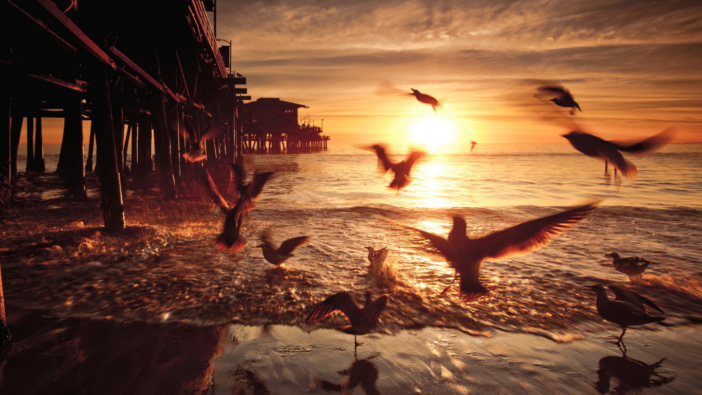 Seagulls In California Beach wallpaper 1366x768
