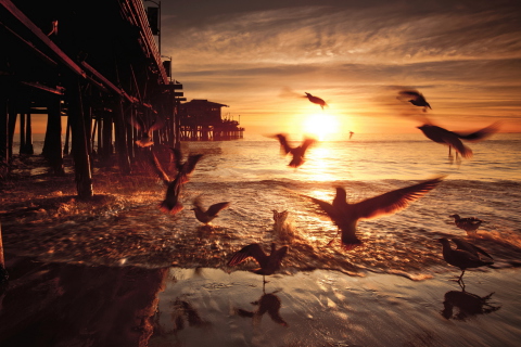 Screenshot №1 pro téma Seagulls In California Beach 480x320