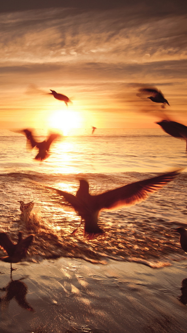 Das Seagulls In California Beach Wallpaper 640x1136