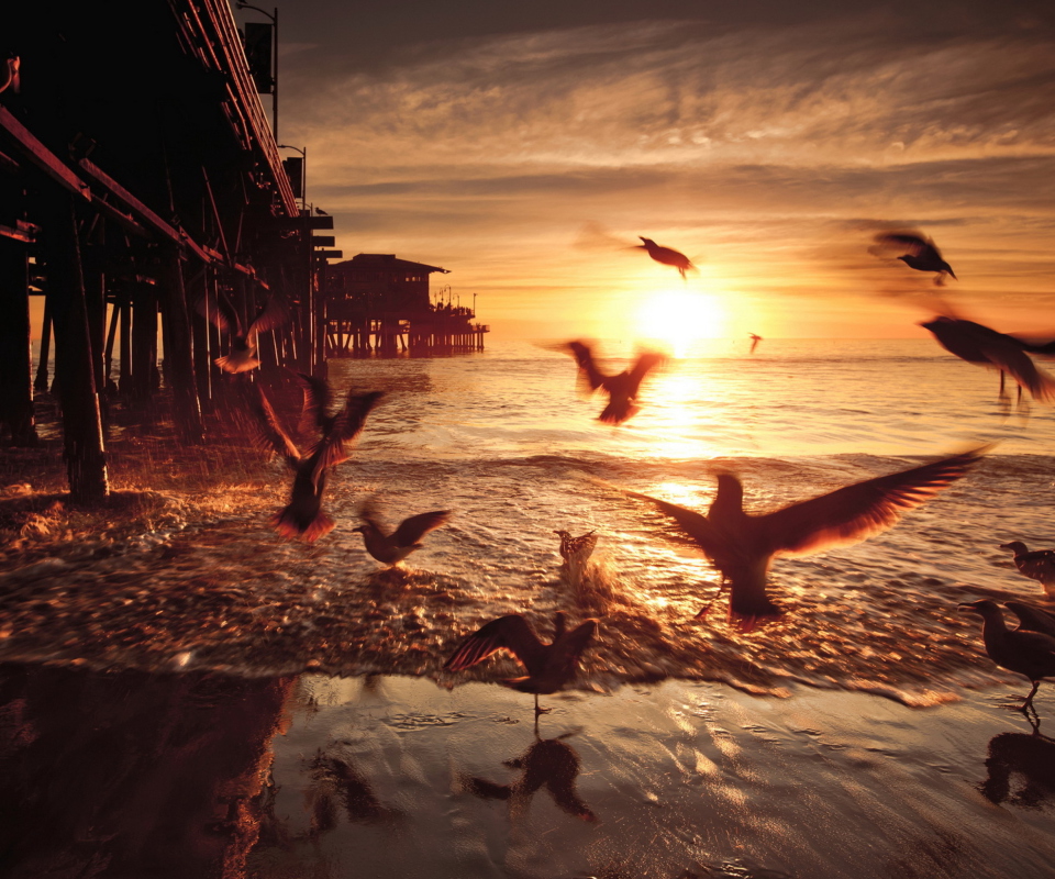 Screenshot №1 pro téma Seagulls In California Beach 960x800