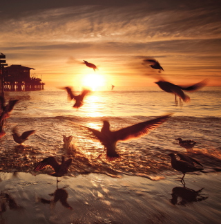 Seagulls In California Beach - Obrázkek zdarma pro 208x208