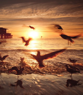 Seagulls In California Beach - Obrázkek zdarma pro Nokia C-5 5MP
