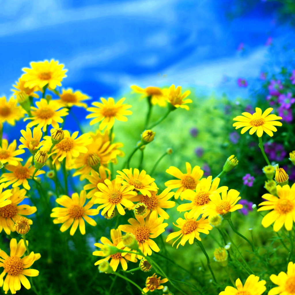 Yellow Daisies wallpaper 1024x1024