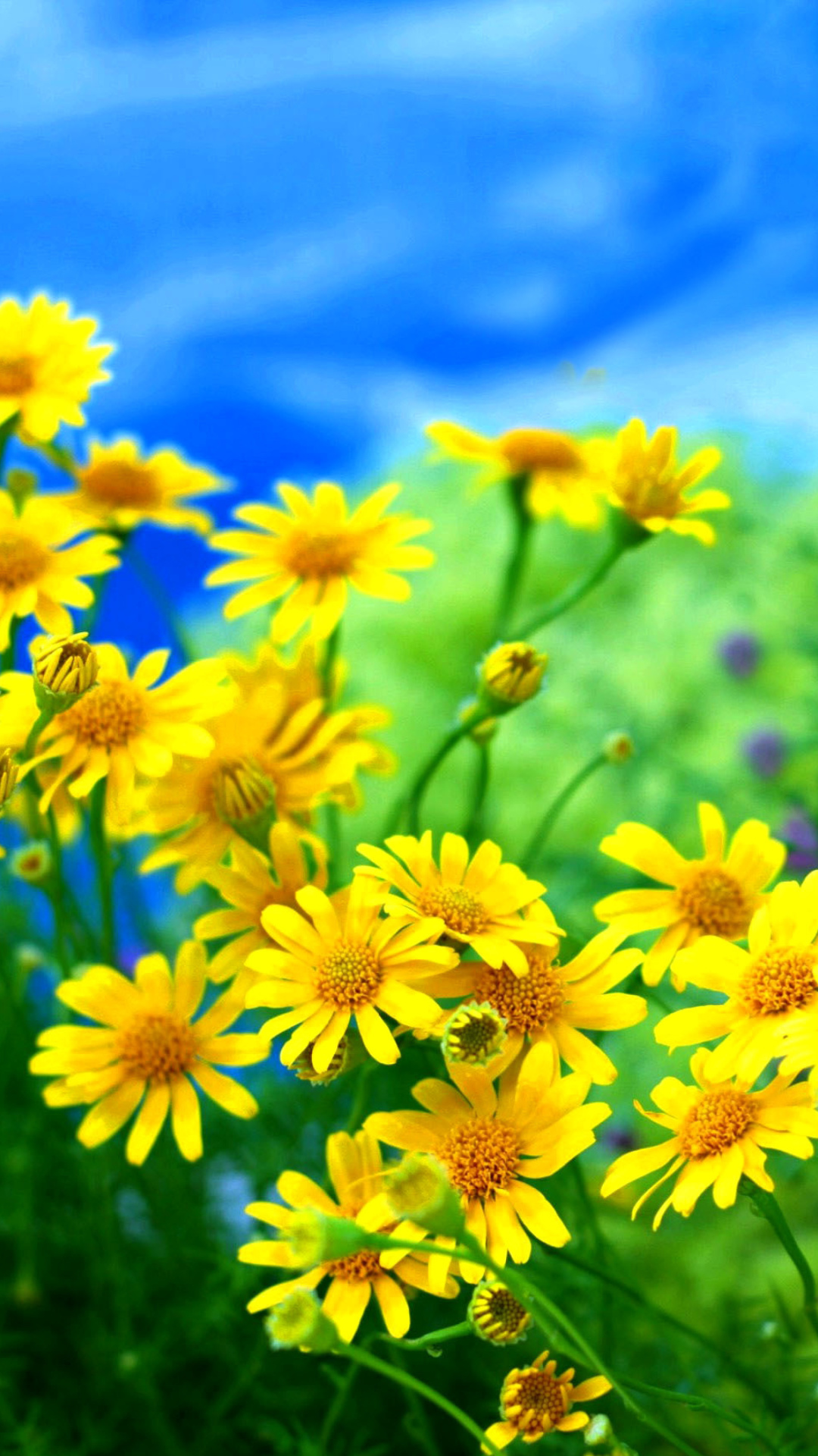 Обои Yellow Daisies 1080x1920