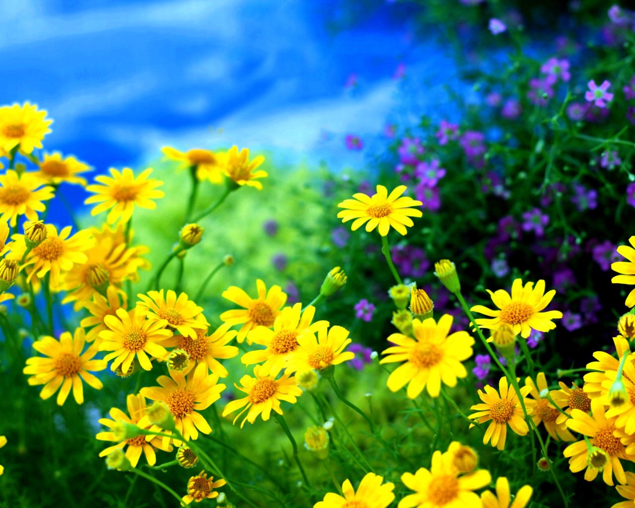 Screenshot №1 pro téma Yellow Daisies 1280x1024