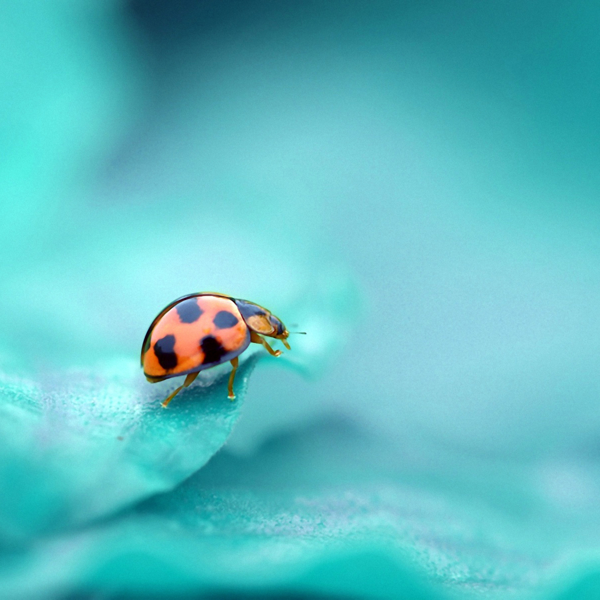 Ladybug wallpaper 2048x2048