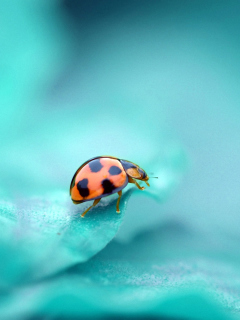 Ladybug wallpaper 240x320