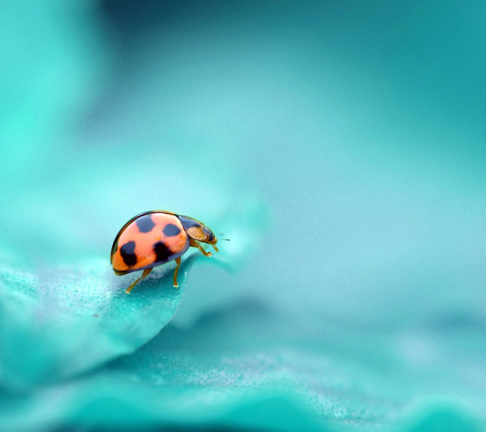 Ladybug screenshot #1 960x854