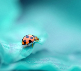 Ladybug - Obrázkek zdarma pro 1024x1024