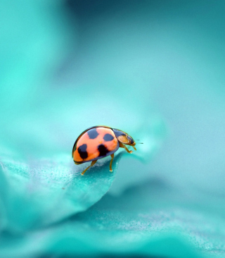 Ladybug - Obrázkek zdarma pro 240x400