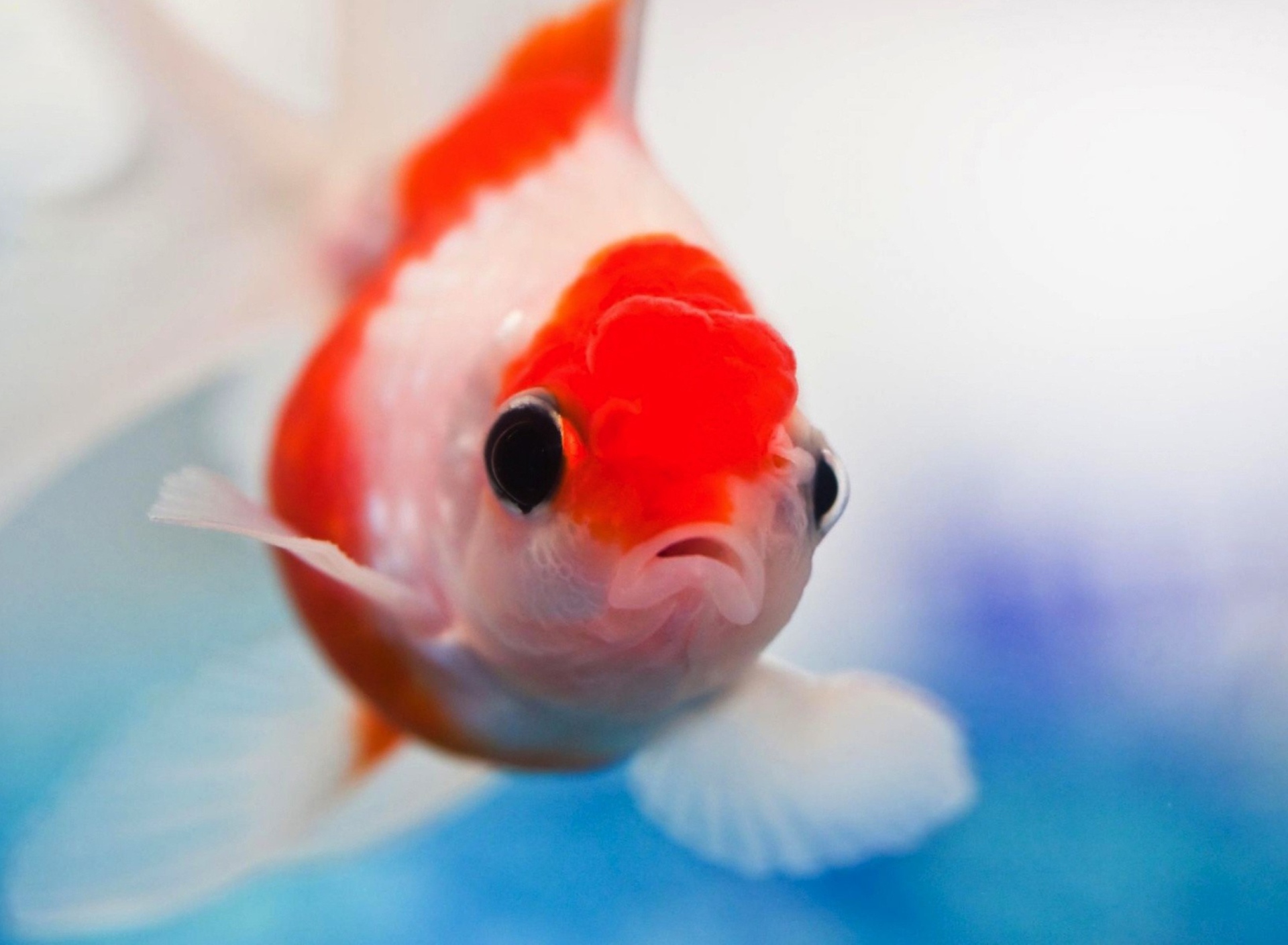 Das Red And White Fish Wallpaper 1920x1408