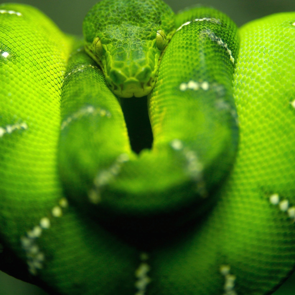 Tree Snake On Branch wallpaper 1024x1024