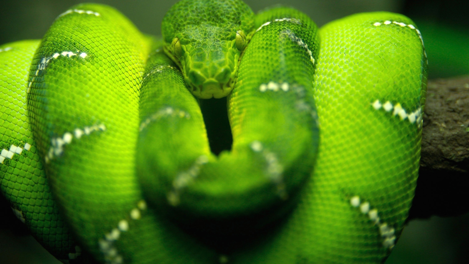 Screenshot №1 pro téma Tree Snake On Branch 1600x900