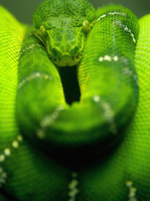 Fondo de pantalla Tree Snake On Branch 480x640