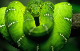 Tree Snake On Branch Wallpaper for Android, iPhone and iPad