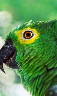 Green Parrot wallpaper 240x400